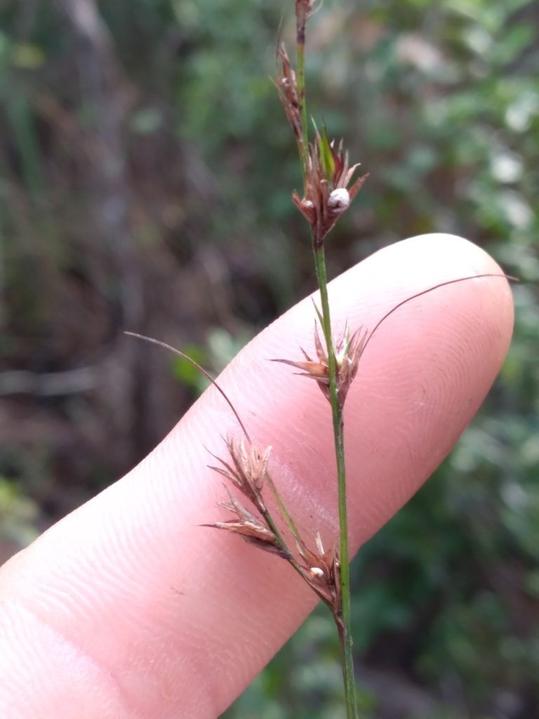Scleria lithosperma, photographed by Scott Ward