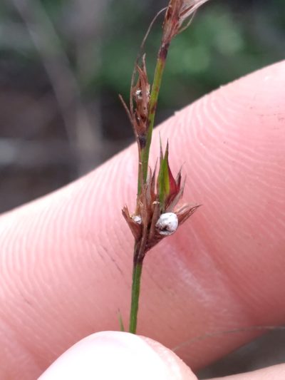 Scleria lithosperma, photographed by Scott Ward