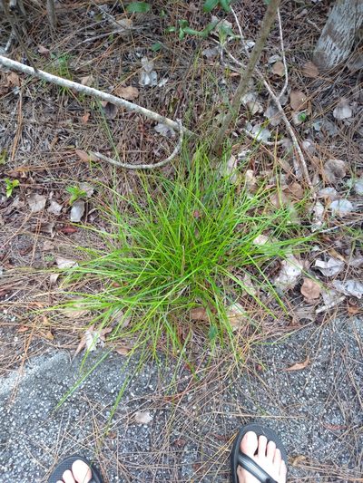 Scleria lithosperma, photographed by Scott Ward