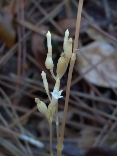 Voyria parasitica, photographed by Scott Ward