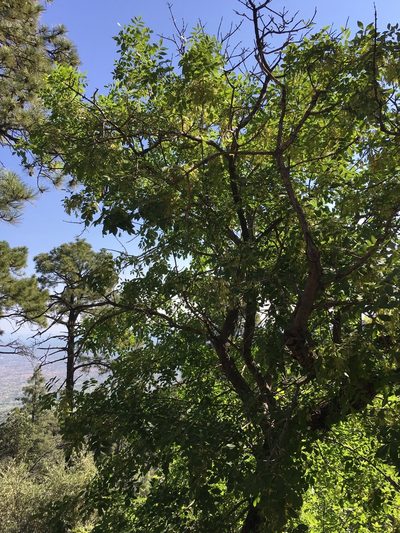 Fraxinus papillosa, photographed by Adam J. Searcy