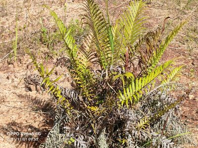Blechnopsis orientalis, photographed by Ong Jyh Seng