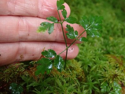 Coptis aspleniifolia, photographed by Ellyne Geurts