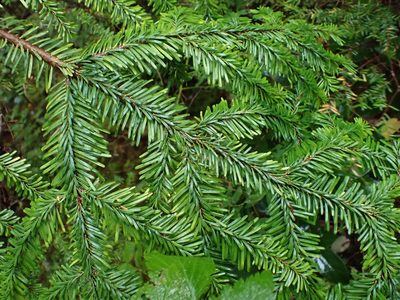 Abies amabilis, photographed by Ellyne Geurts