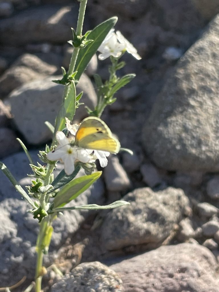 Euploca wigginsii, photographed by Sula Vanderplank