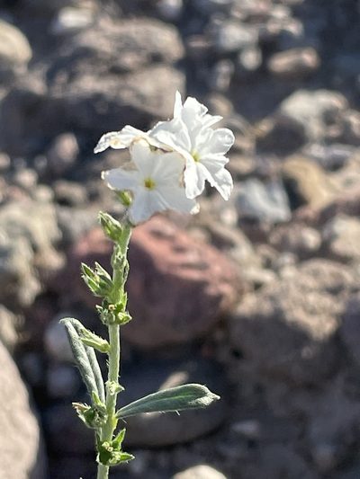 Euploca wigginsii, photographed by Sula Vanderplank