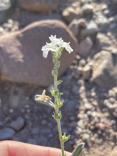 Euploca wigginsii, photographed by Sula Vanderplank
