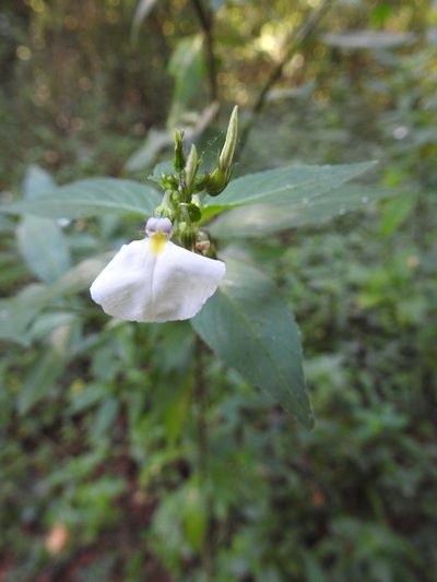 Pombalia communis, photographed by patriciabenitez