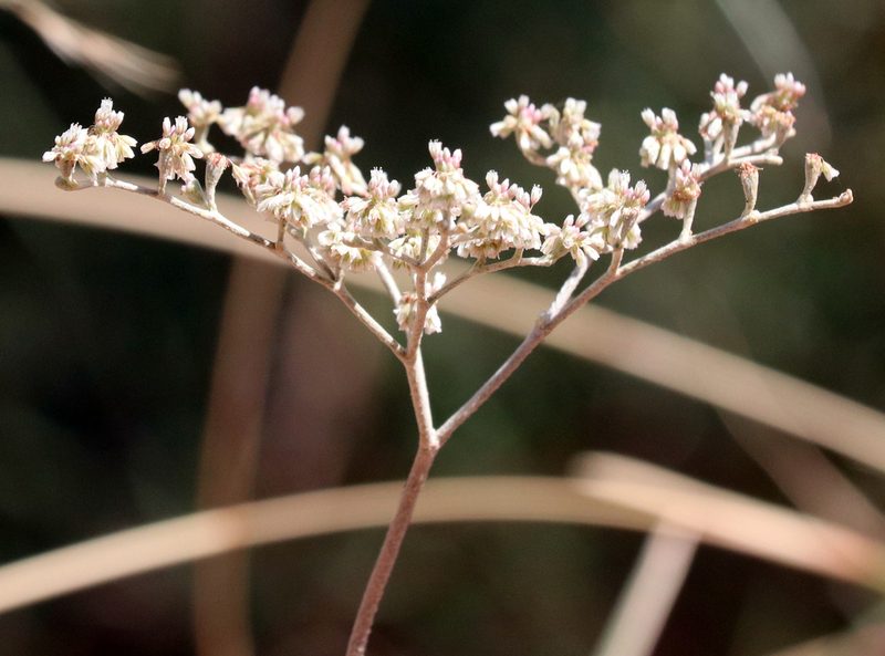 Eriogonum annuum, photographed by Catherine C. Galley