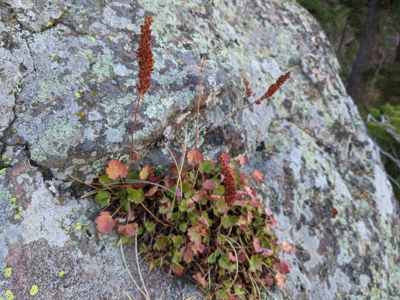 Heuchera bracteata, photographed by Zac Peterson