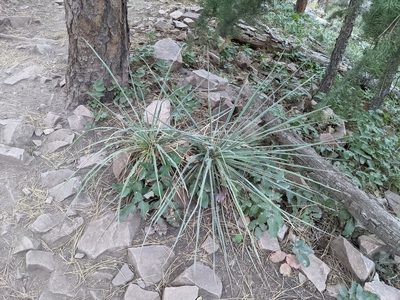 Yucca glauca, photographed by Zac Peterson