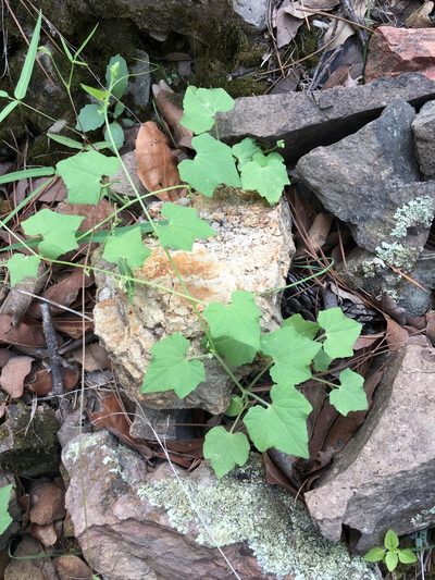 Sicyosperma gracile, photographed by Adam J. Searcy