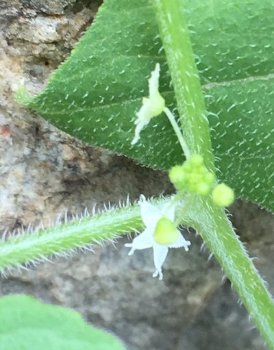 Sicyosperma gracile, photographed by Adam J. Searcy