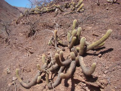 Soehrensia angelesiae, photographed by fanfont