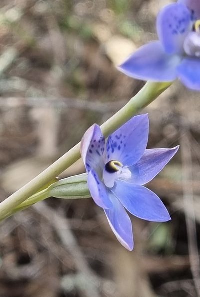 Thelymitra simulata, photographed by Gayl Sullivan