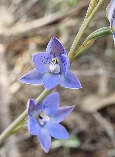 Thelymitra simulata, photographed by Gayl Sullivan