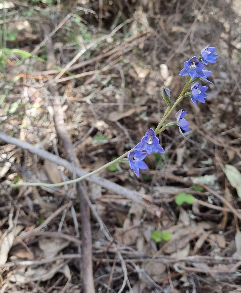 Thelymitra simulata, photographed by Gayl Sullivan