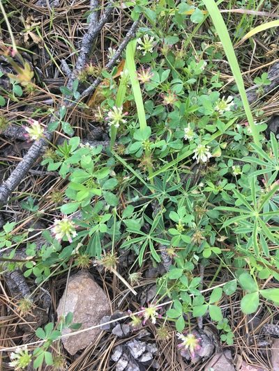 Trifolium pinetorum, photographed by Adam J. Searcy