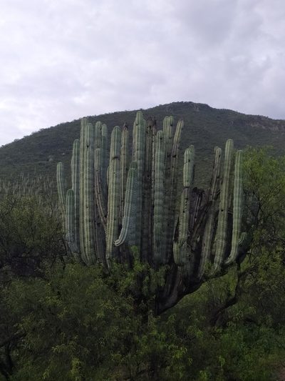 Pachycereus weberi, photographed by Obed Palagot Echavarria