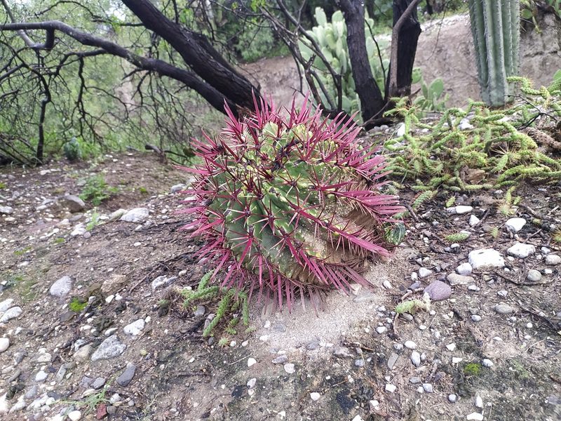 Ferocactus recurvus, photographed by Obed Palagot Echavarria