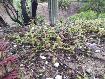 Opuntia pubescens, photographed by Obed Palagot Echavarria