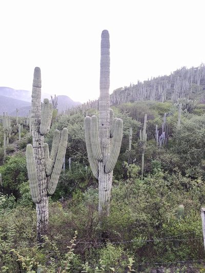 Cephalocereus tetetzo, photographed by Obed Palagot Echavarria
