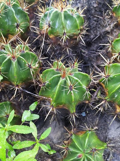 Ferocactus robustus, photographed by Obed Palagot Echavarria