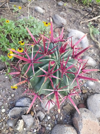 Ferocactus recurvus, photographed by Obed Palagot Echavarria