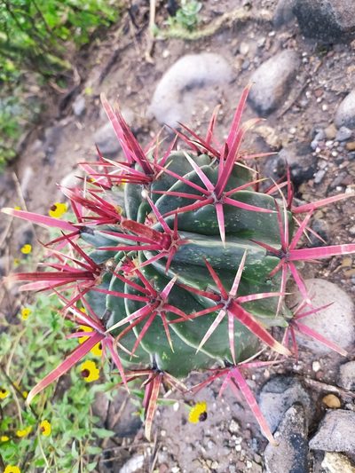 Ferocactus recurvus, photographed by Obed Palagot Echavarria