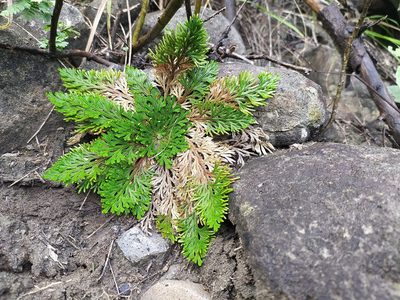 Selaginella lepidophylla, photographed by Obed Palagot Echavarria