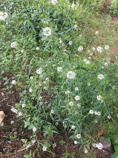 Thelypodium wrightii, photographed by Adam J. Searcy
