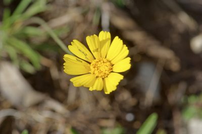 Tetraneuris scaposa, photographed by Michelle W. （鍾偉瑋）