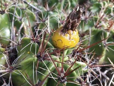 Ferocactus robustus, photographed by Obed Palagot Echavarria