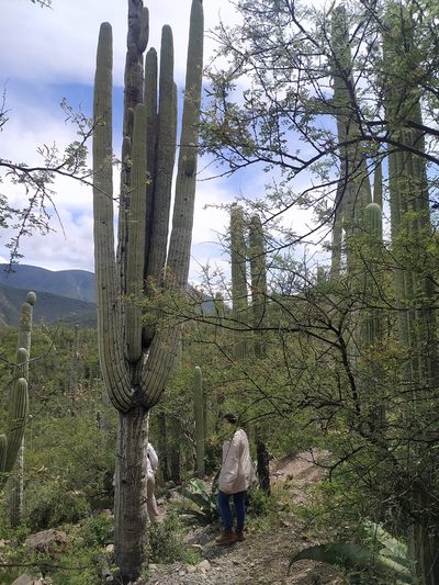 Cephalocereus tetetzo, photographed by Obed Palagot Echavarria