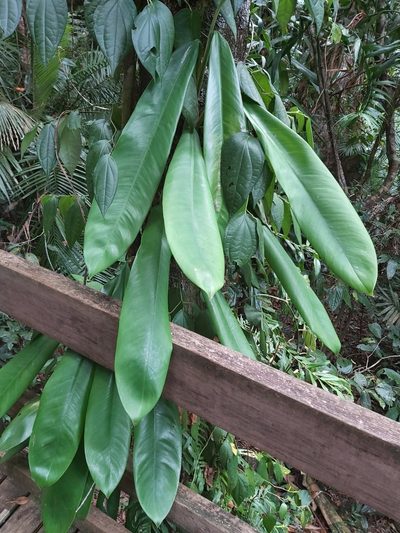 Rhaphidophora australasica, photographed by Tim