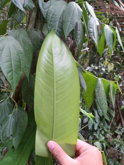 Rhaphidophora australasica, photographed by Tim