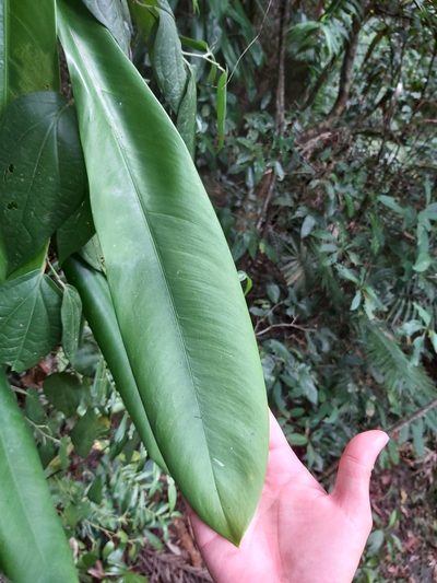 Rhaphidophora australasica, photographed by Tim