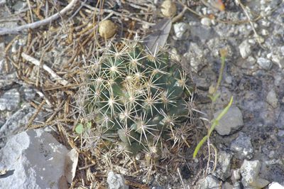 Coryphantha sulcata, photographed by Michelle W. （鍾偉瑋）