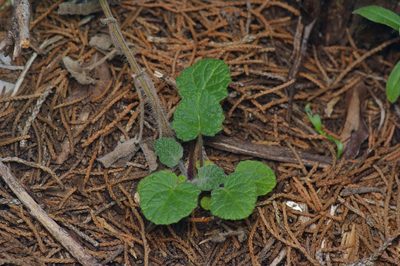 Salvia roemeriana, photographed by Michelle W. （鍾偉瑋）