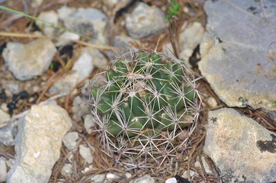 Coryphantha sulcata, photographed by Michelle W. （鍾偉瑋）