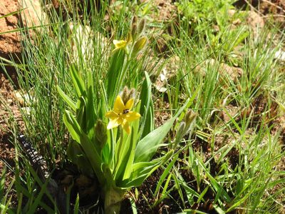 Hypoxis galpinii, photographed by Matthew Fainman