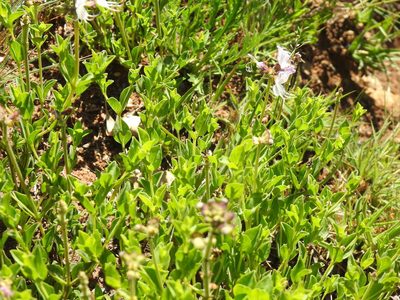 Ocimum obovatum, photographed by Matthew Fainman