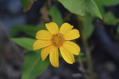 Viguiera dentata, photographed by Michelle W. （鍾偉瑋）
