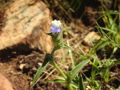 Cyanotis speciosa, photographed by Matthew Fainman