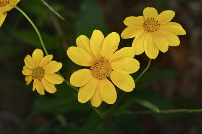 Viguiera dentata, photographed by Michelle W. （鍾偉瑋）