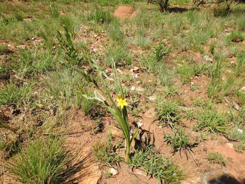 Hypoxis rigidula, photographed by Matthew Fainman