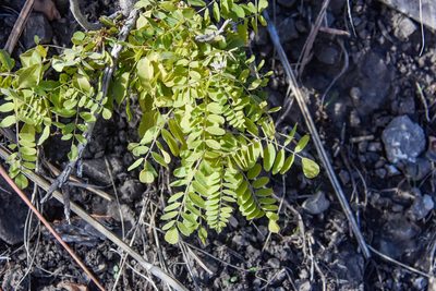 Amorpha canescens, photographed by Jay Pruett