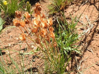 Albuca setosa, photographed by Matthew Fainman