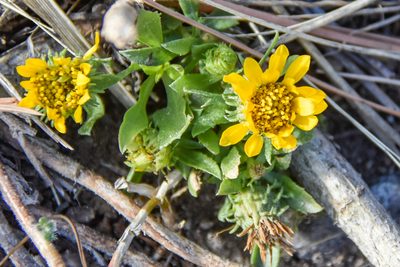 Grindelia squarrosa, photographed by Jay Pruett