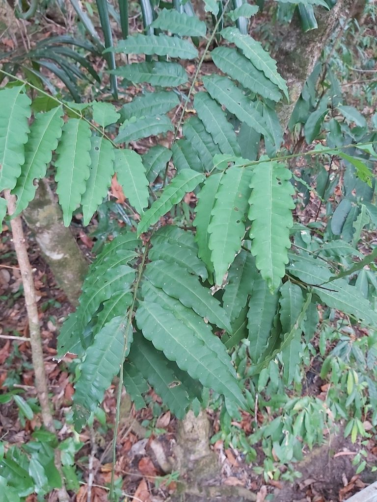 Cupaniopsis foveolata, photographed by Tim